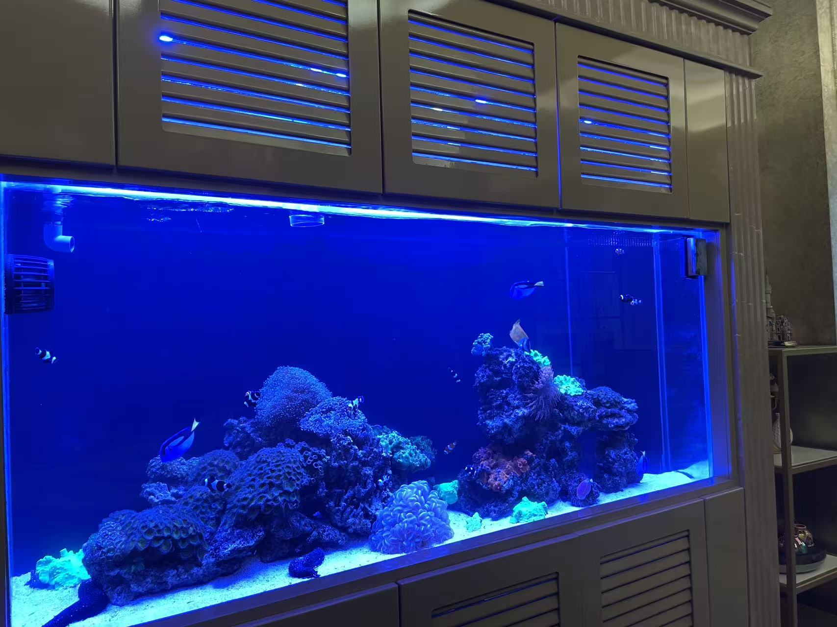 店主提供的海缸现场照片,点击查看维护记录